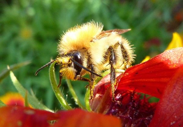 4 Photos Abeilles Bourdons Guepes Ect - Page 12