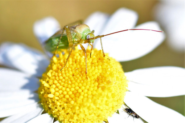 Adelphocoris lineolatus