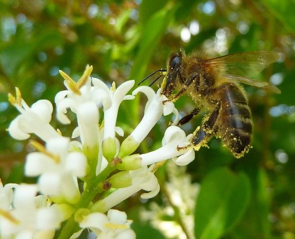 abeille et pollen