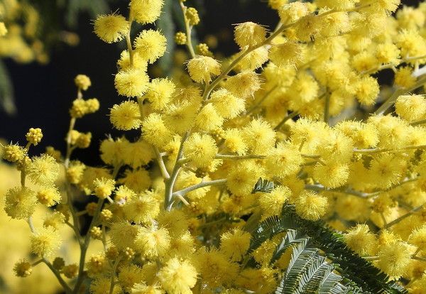 Acacia dealbata "mimosa"