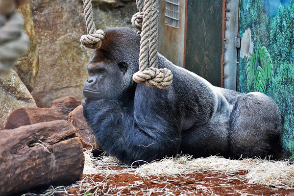 gorille au dos argenté