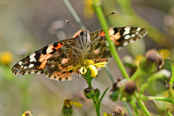 La Belle-Dame ou Vanesse des chardons