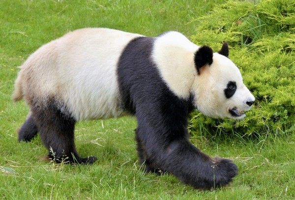 panda 