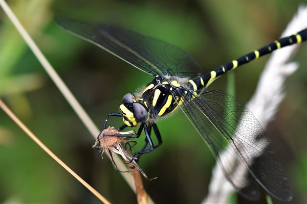 le cordulégastre annelé