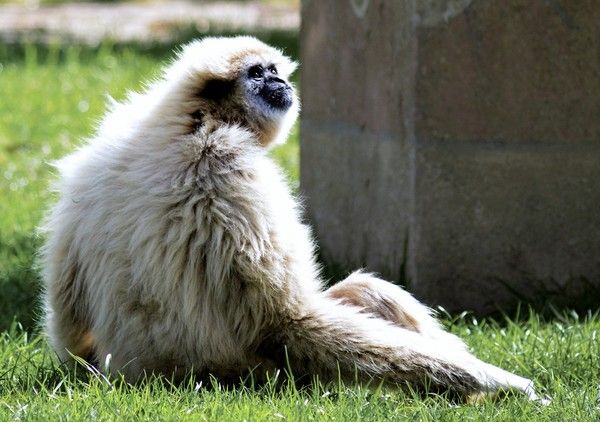 Le Gibbon à mains blanches 