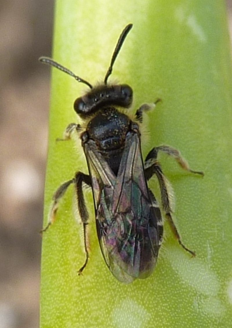 abeille noir et blanche