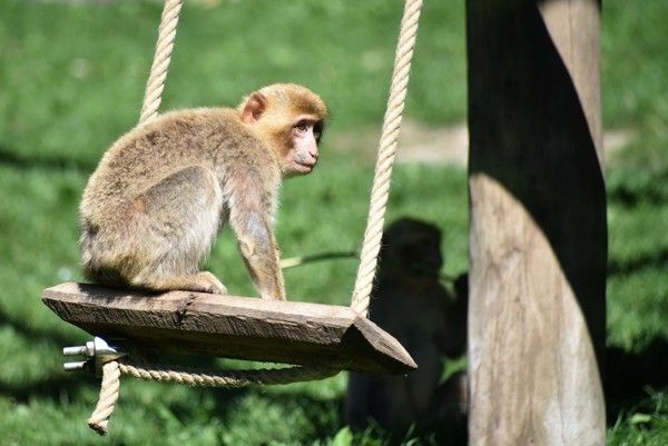 macaque de Barbarie 