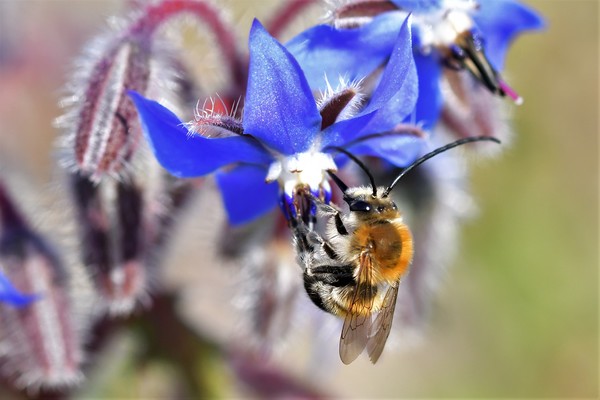 abeille sur gentiane printaniere 
