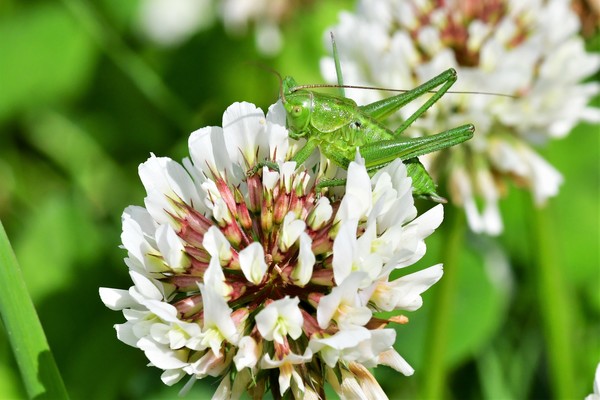 sauterelle verte  et fleur de trèfle