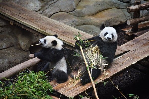 Yuan Meng et sa maman