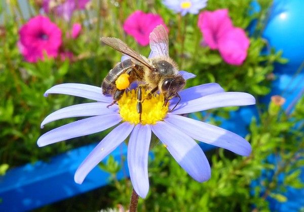 abeille sur fleur aster