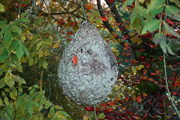 nid de frelons asiatique 