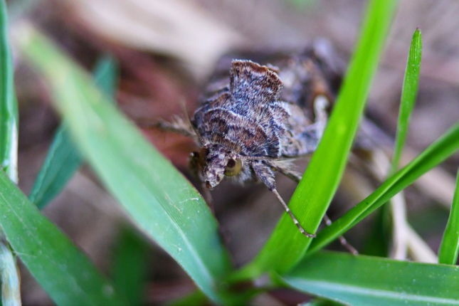 le_sphinx_du_liseron_7