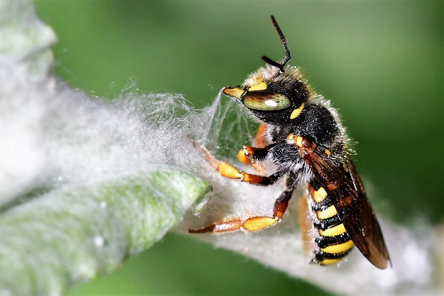 4 photos abeilles bourdons guepes ect 4 photos abeilles bourdons guepes ect