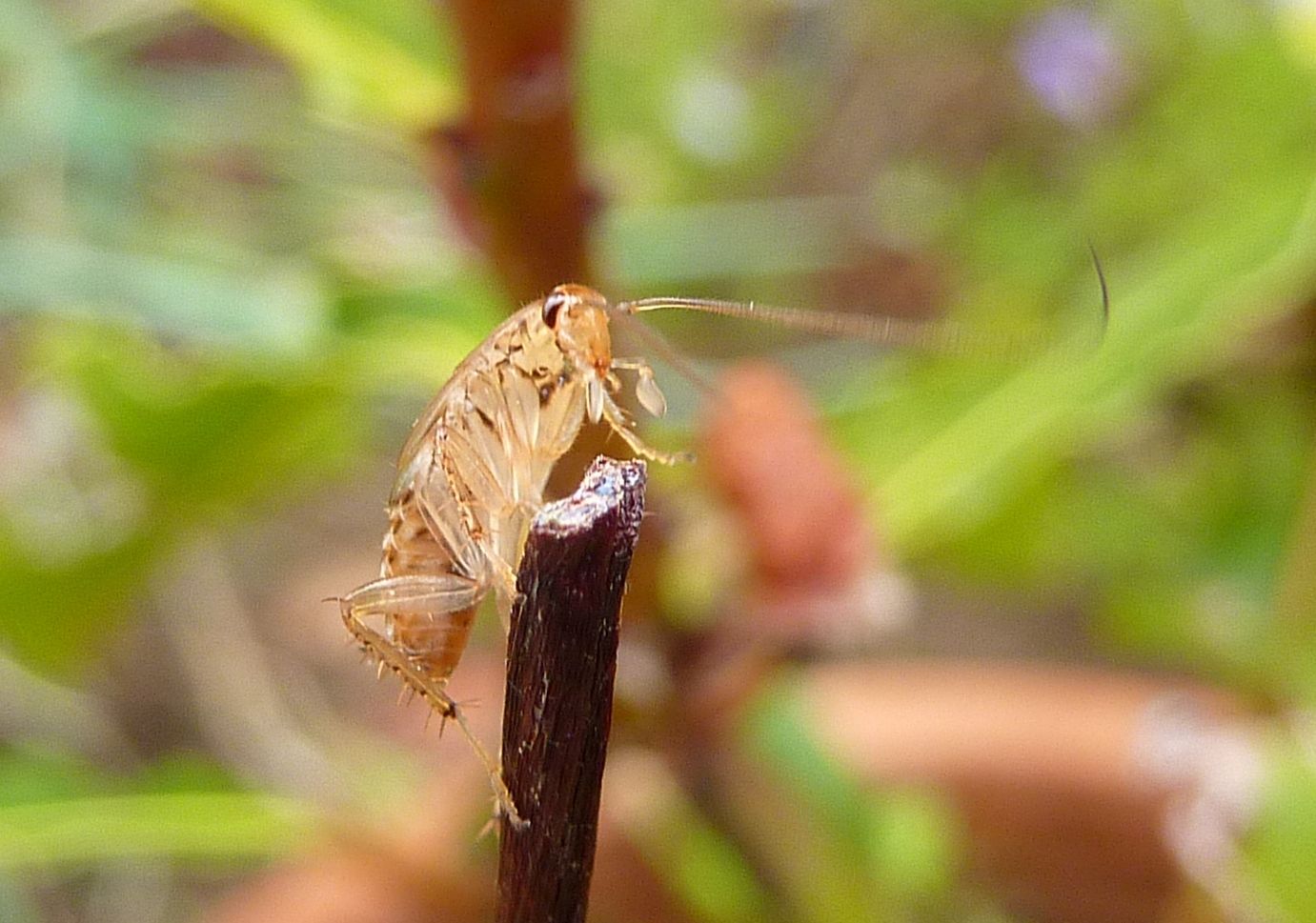 Ectobius vinzi
