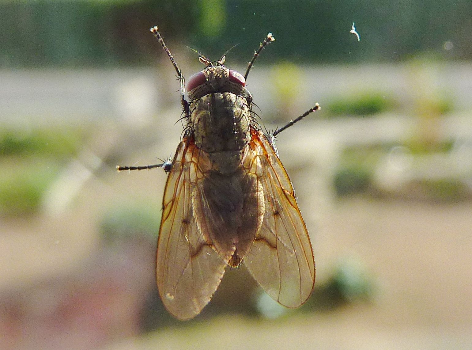mouche
