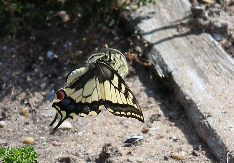 La chenille du Machaon — free download